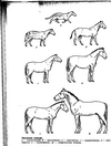 Эволюция   лошади
